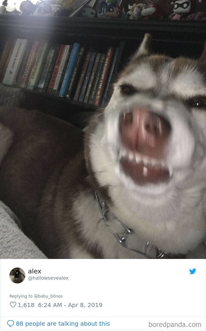 Least-Flattering-Pets