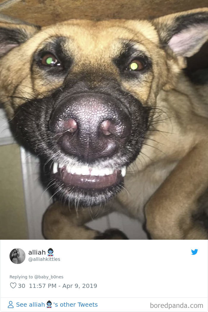 Least-Flattering-Pets