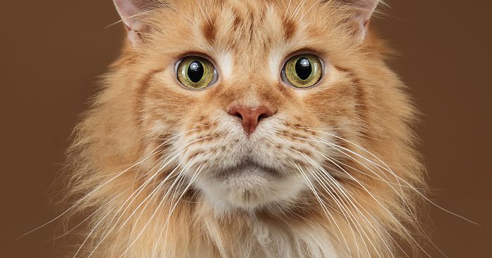 I Let Cats Take Over My Photography Studio And This Is The Result