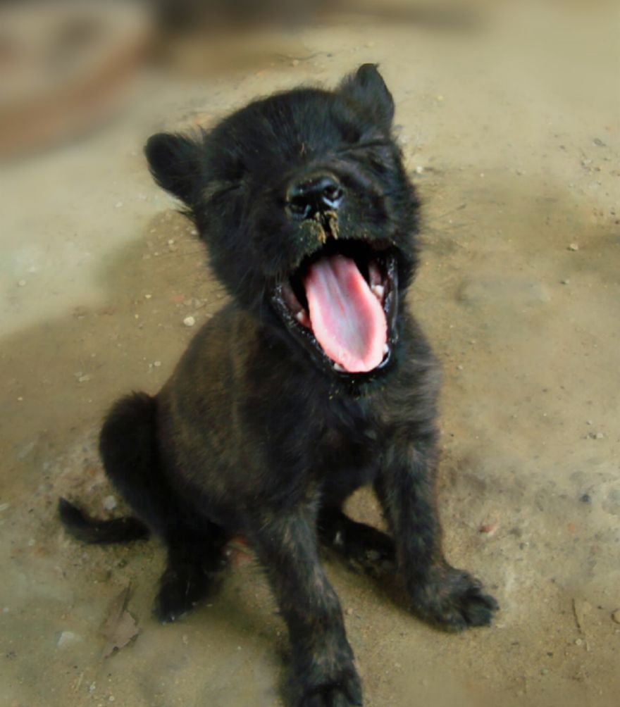 Who's Cute?
puppy: Me!!!!!!!!!!!!!!!!!!!!!!!!!!!!!!!!!!!!