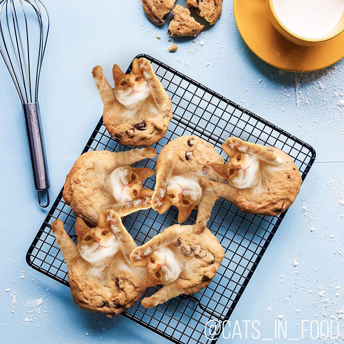 Cats In Food Photoshop