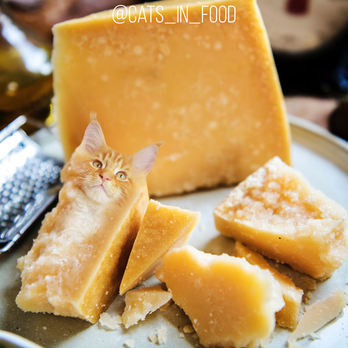 Cats In Food Photoshop