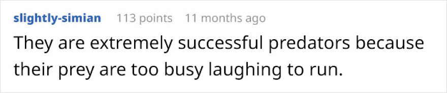Possibly Derpiest Animal Alive Looks Like An 8-Year-Old's Drawing Came To Life Possibly Derpiest Animal Alive Looks Like An 8-Year-Old's Drawing Came To Life