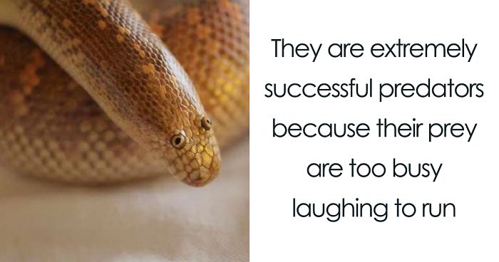 Possibly Derpiest Animal Alive Looks Like An 8-Year-Old’s Drawing Came To Life