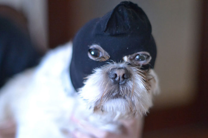 My Dog, The Criminal....he Is Too!