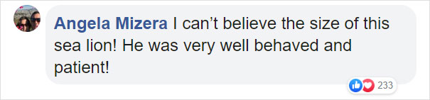 Giant Sea Lion Enters A Fish Market And Asks For Snacks Giant Sea Lion Enters A Fish Market And Asks For Snacks