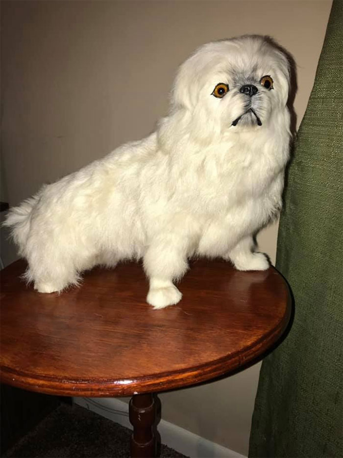 My Most-Prized Goodwill Find. A Taxidermied Dog, Only Cost Me $3