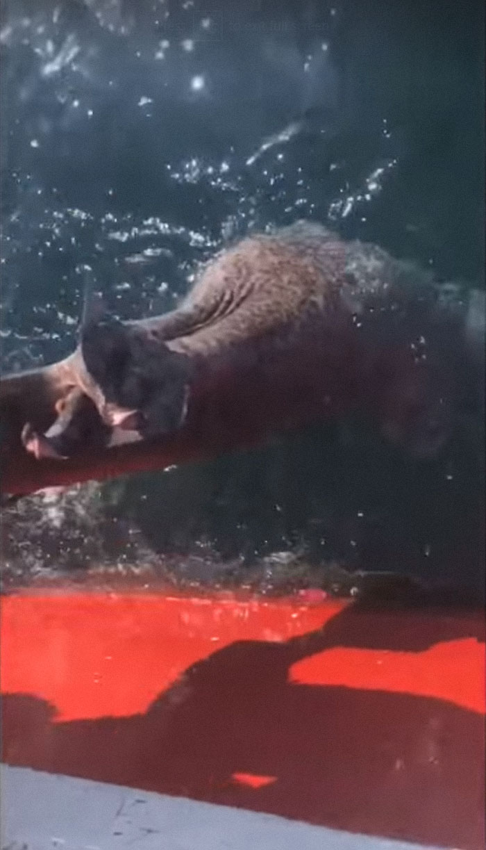 Jason Momoa’s Message To Two Fishermen Who Cut Off Shark’s Tail And Released It Back To The Sea Goes Viral Jason Momoa’s Message To Two Fishermen Who Cut Off Shark’s Tail And Released It Back To The Sea Goes Viral