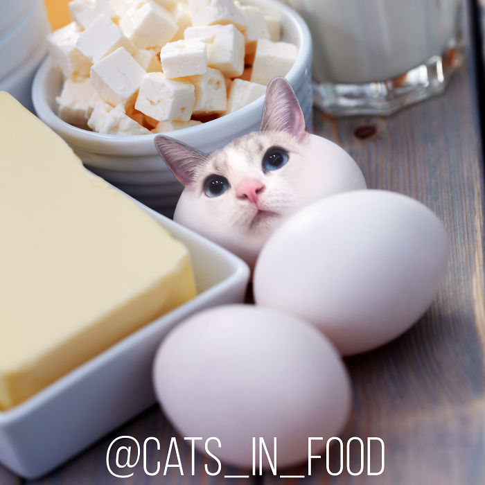 Cats In Food Photoshop