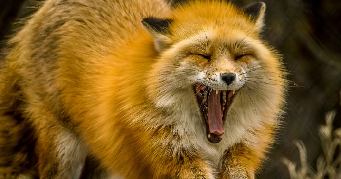 I’m A Disabled Veteran Who Turned Into A Wildlife And Nature Photographer (29 Pics)