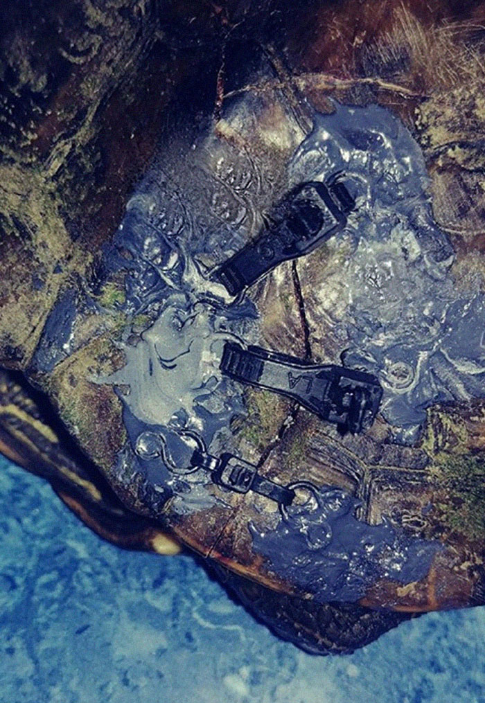 People Are Donating Their Old Bra Fasteners To Wildlife Organization That Uses Them To Save Turtles People Are Donating Their Old Bra Fasteners To Wildlife Organization That Uses Them To Save Turtles