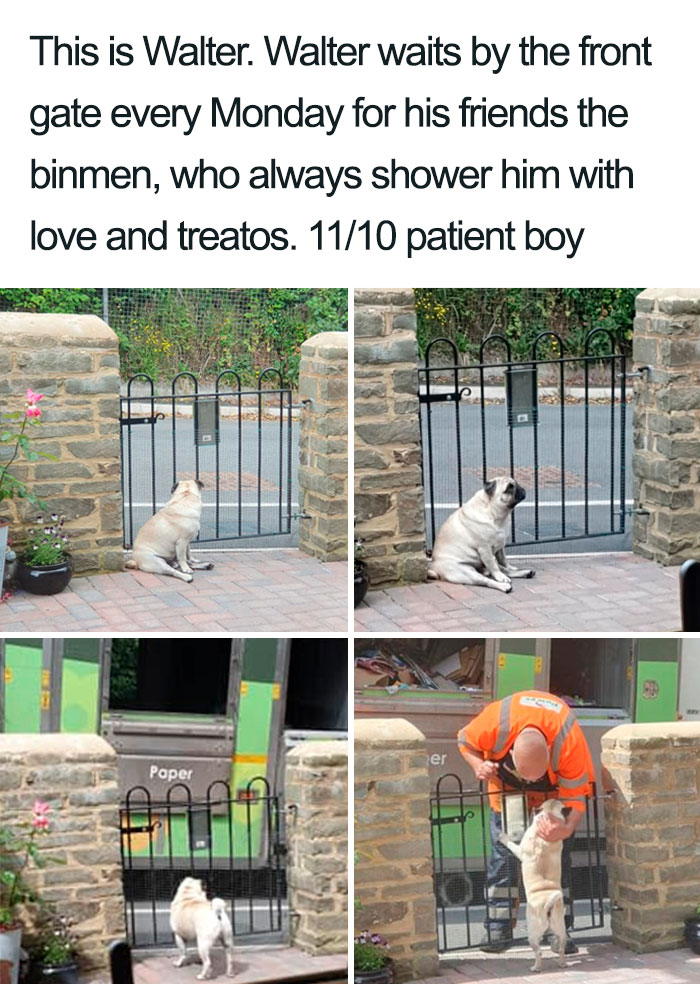 Wholesome-Dog-Posts
