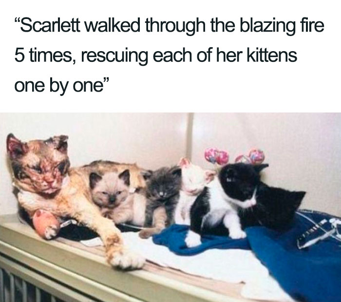 Wholesome-Cat-Posts
