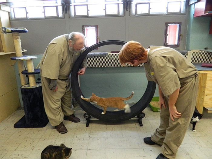 Prison In Indiana Accepts Shelter Cats And They Change Prisoners Prison In Indiana Accepts Shelter Cats And They Change Prisoners