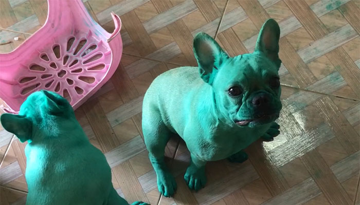 Two French Bulldogs Who Accidentally Cover Themselves In Green Become Viral Two French Bulldogs Who Accidentally Cover Themselves In Green Become Viral