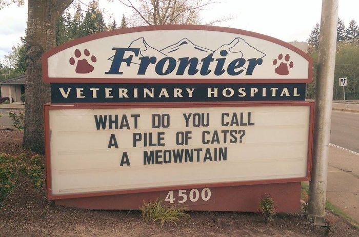 Funny-Cat-Veterinary-Clinic-Signs