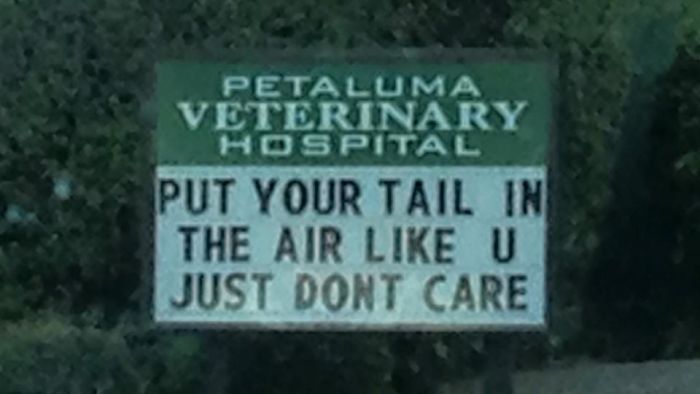 Funny Vet Clinics Signs About Cats Funny-Cat-Veterinary-Clinic-Signs