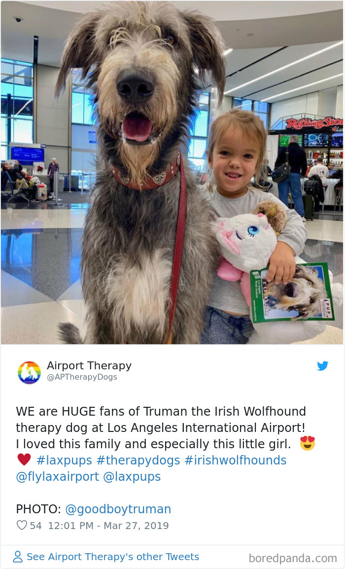 Truman The Irish Wolfhound Therapy Dog