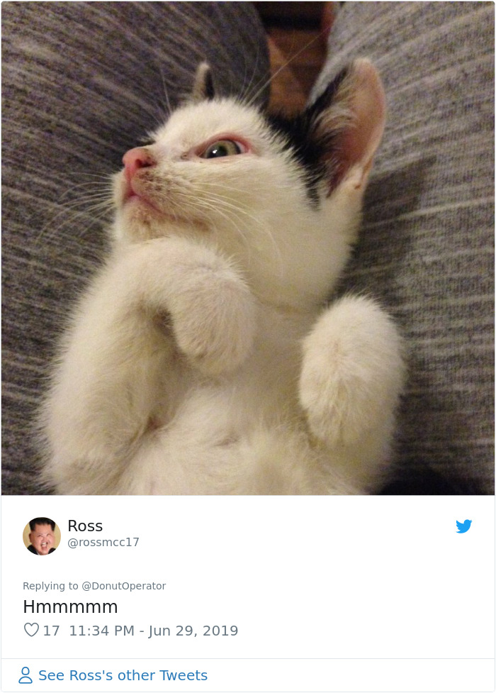 Sending-Cute-Cat-Pics-Trick