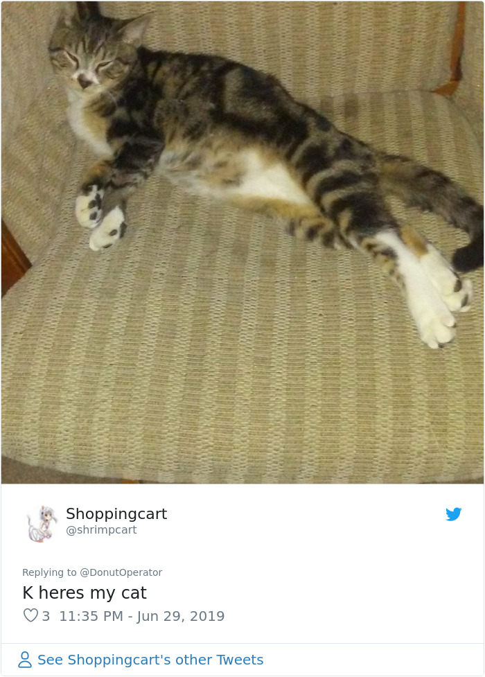 Sending-Cute-Cat-Pics-Trick