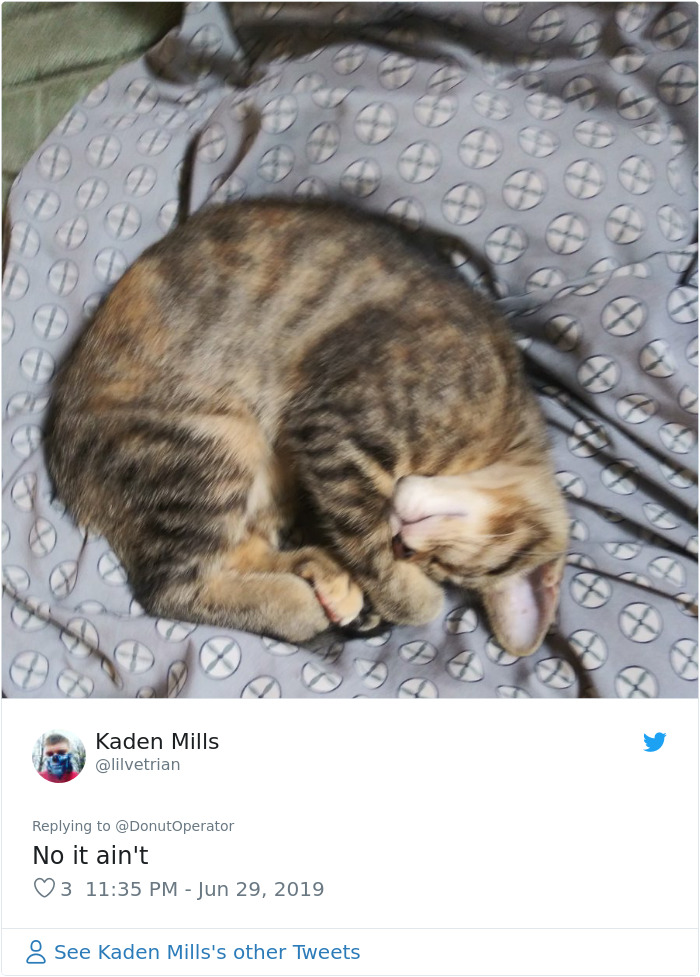 Sending-Cute-Cat-Pics-Trick