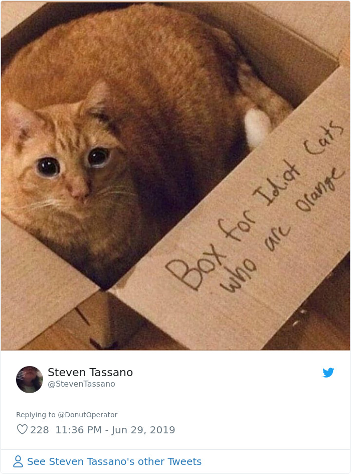 Sending-Cute-Cat-Pics-Trick