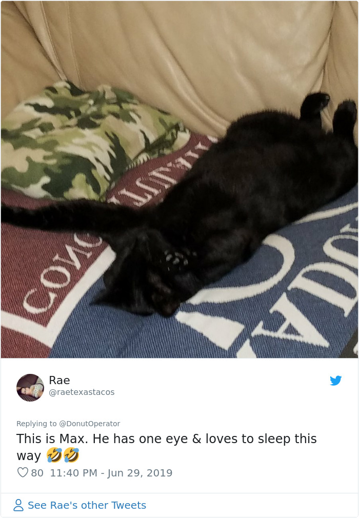 Sending-Cute-Cat-Pics-Trick