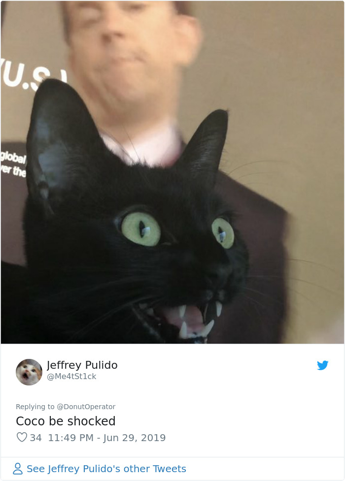 Sending-Cute-Cat-Pics-Trick