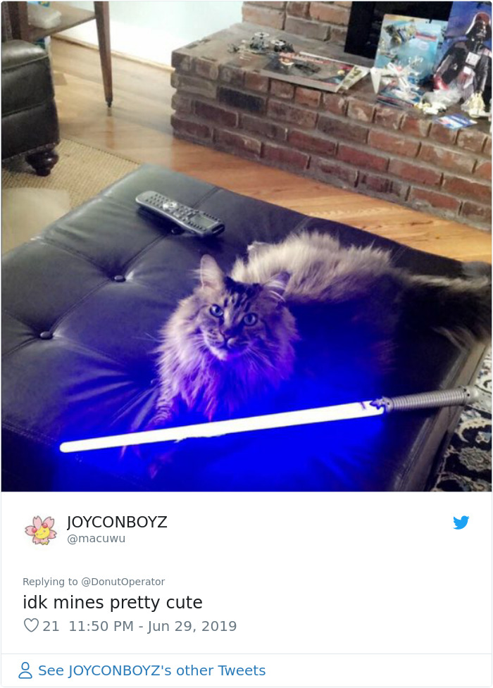 Sending-Cute-Cat-Pics-Trick