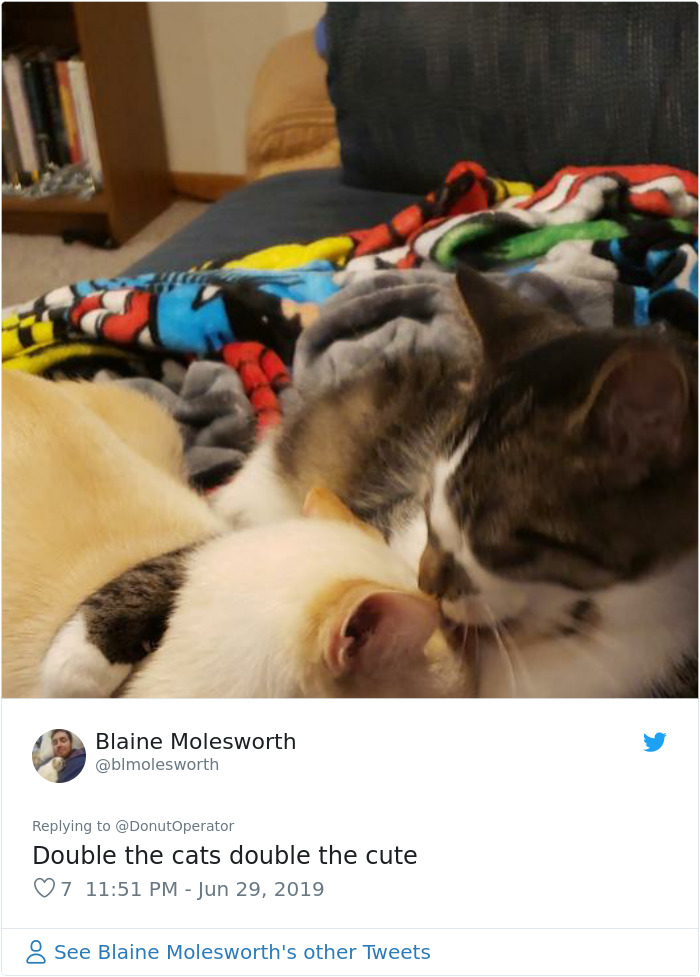 Sending-Cute-Cat-Pics-Trick