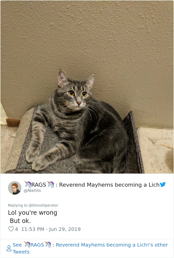 Sending-Cute-Cat-Pics-Trick