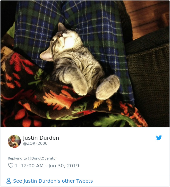 Sending-Cute-Cat-Pics-Trick