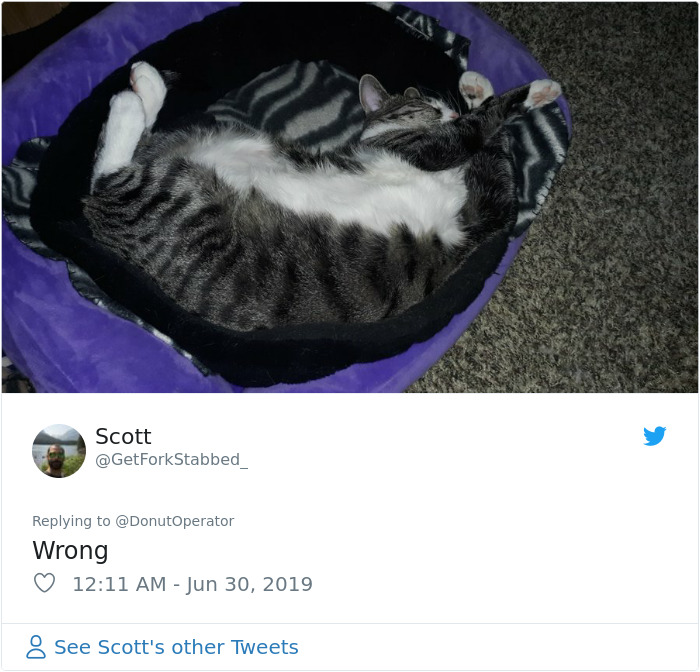 Sending-Cute-Cat-Pics-Trick