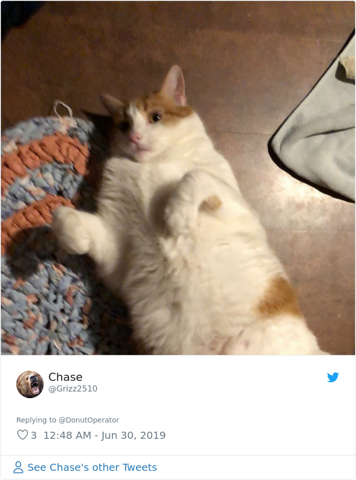 Sending-Cute-Cat-Pics-Trick