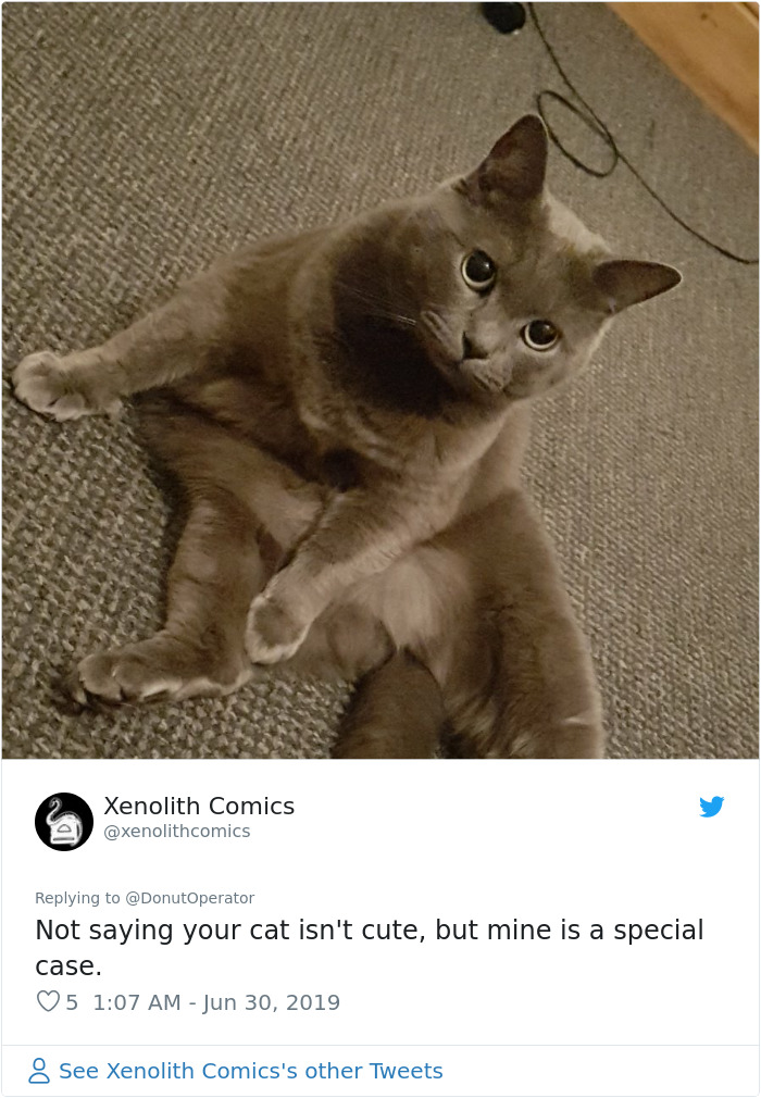 Sending-Cute-Cat-Pics-Trick