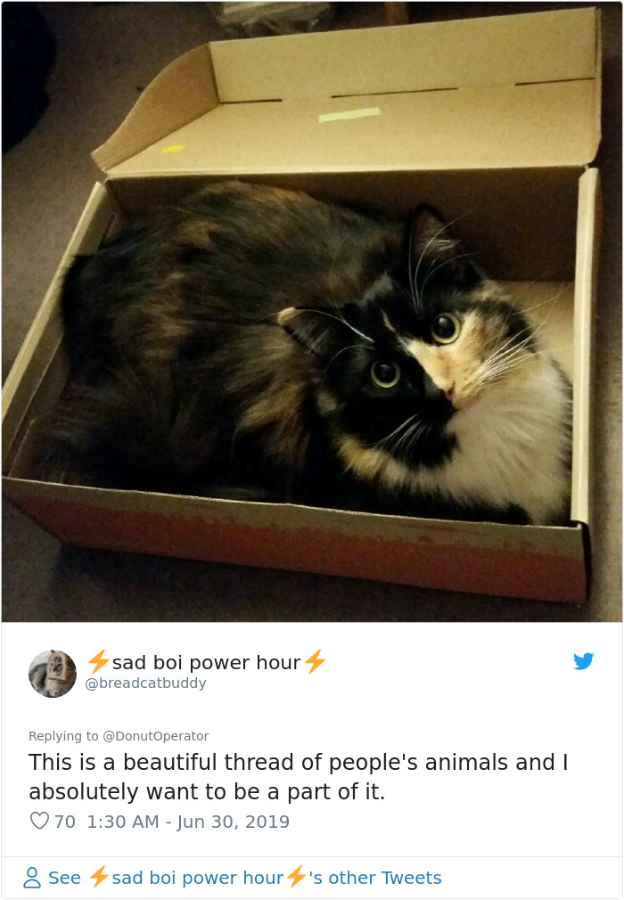 Sending-Cute-Cat-Pics-Trick