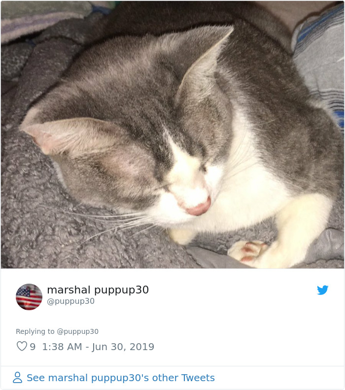 Sending-Cute-Cat-Pics-Trick