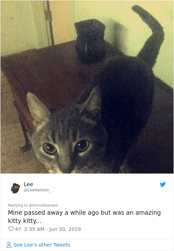 Sending-Cute-Cat-Pics-Trick