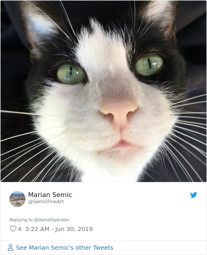 Sending-Cute-Cat-Pics-Trick