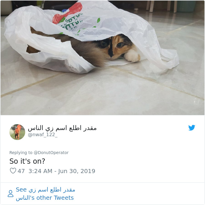 Sending-Cute-Cat-Pics-Trick