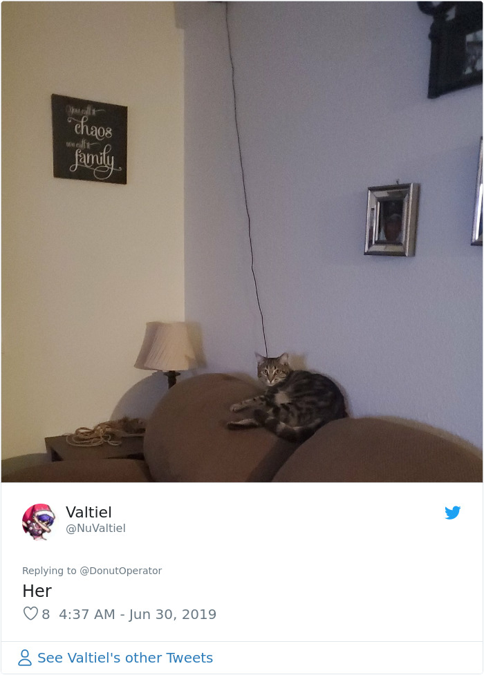 Sending-Cute-Cat-Pics-Trick