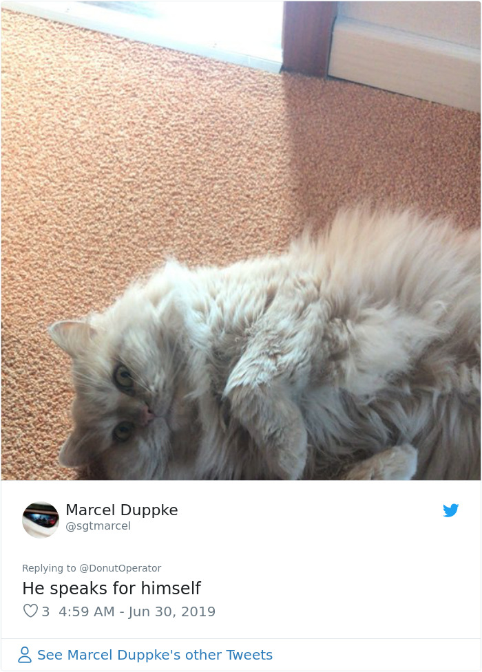 Sending-Cute-Cat-Pics-Trick