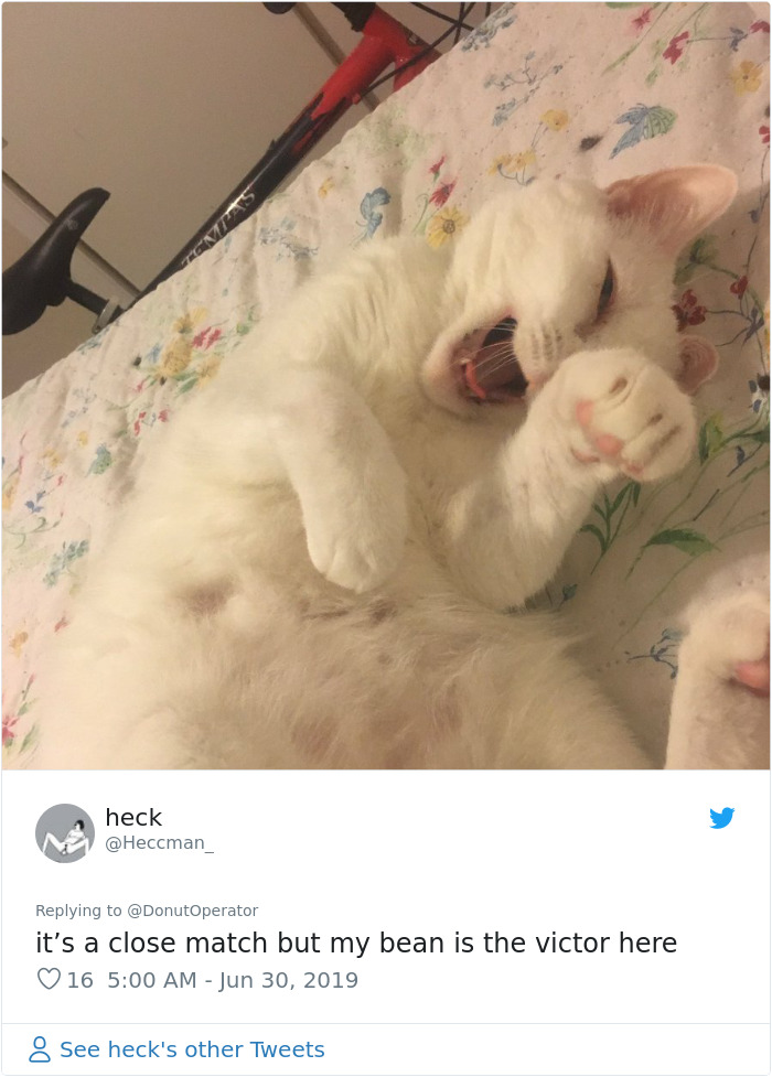 Sending-Cute-Cat-Pics-Trick