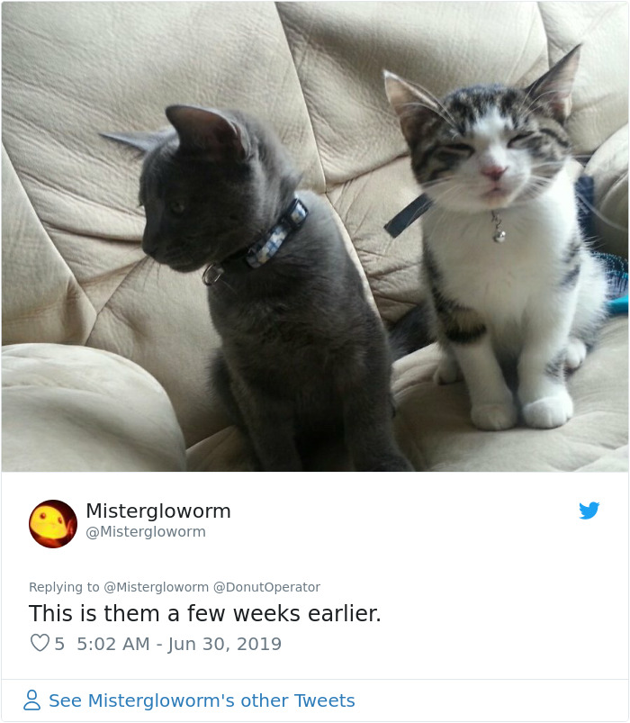 Sending-Cute-Cat-Pics-Trick