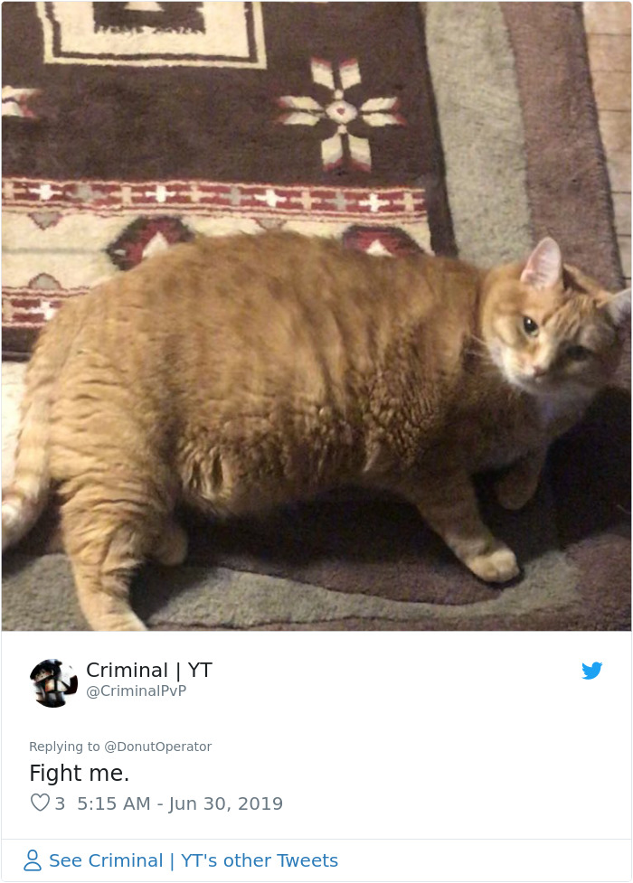 Sending-Cute-Cat-Pics-Trick