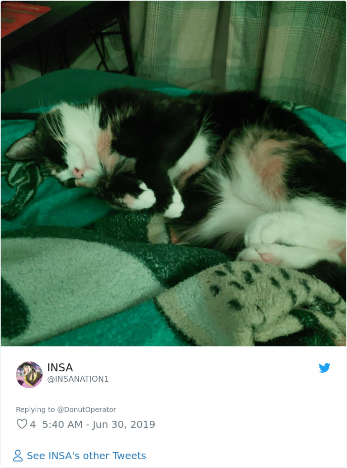 Sending-Cute-Cat-Pics-Trick