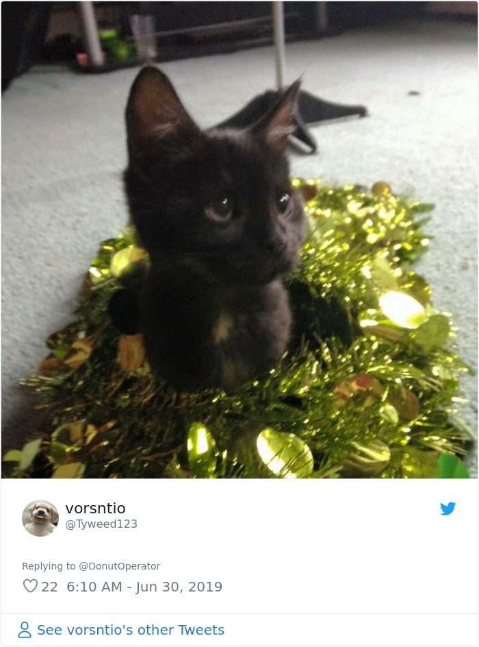 Sending-Cute-Cat-Pics-Trick