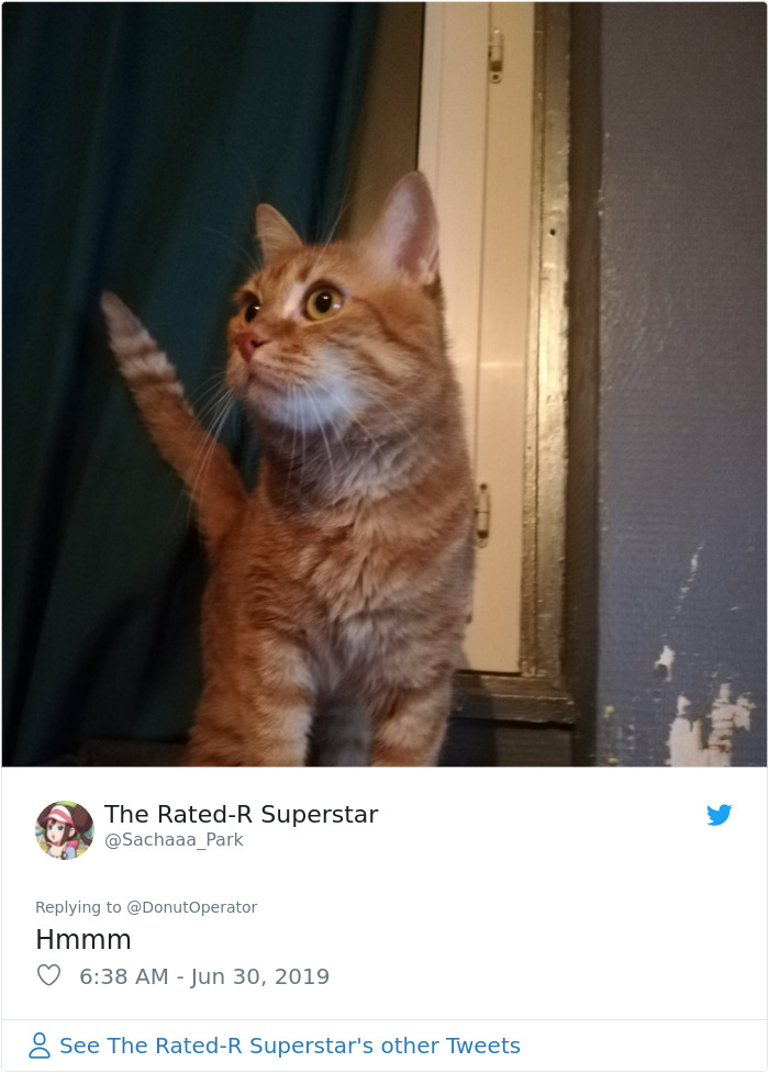 Sending-Cute-Cat-Pics-Trick