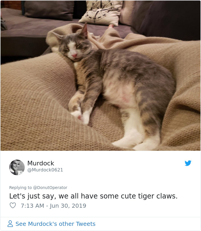 Sending-Cute-Cat-Pics-Trick