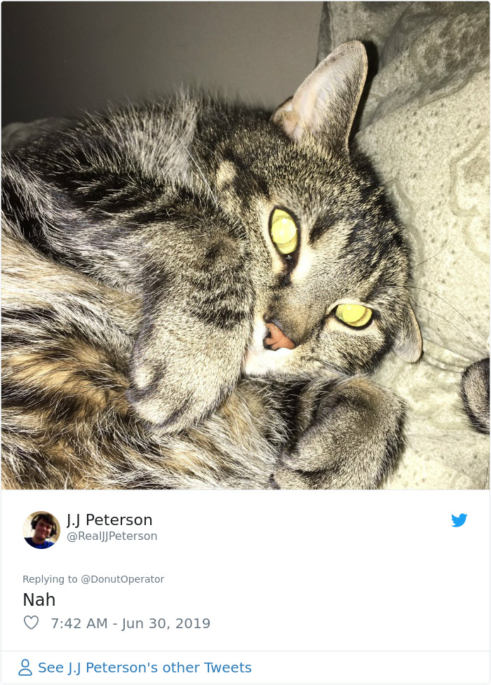 Sending-Cute-Cat-Pics-Trick